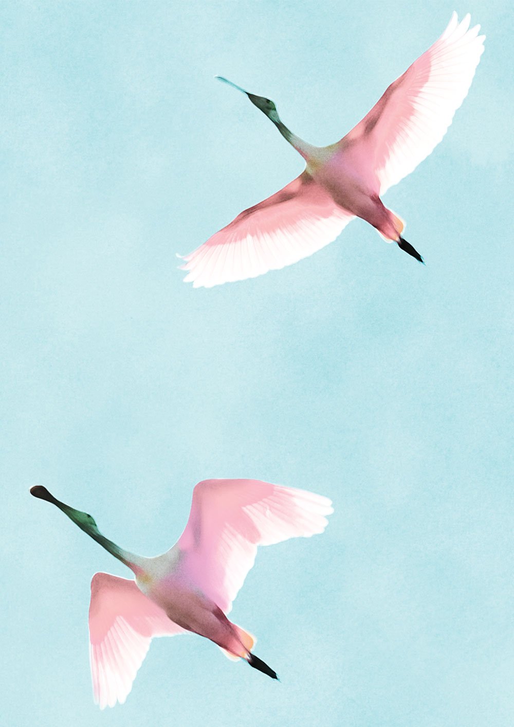 Two Flying Flamingos