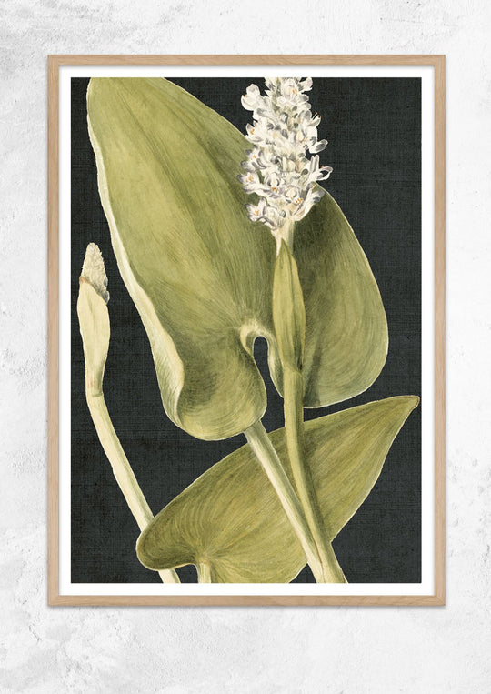 Vintage Botanical Study - Pickerel Weed