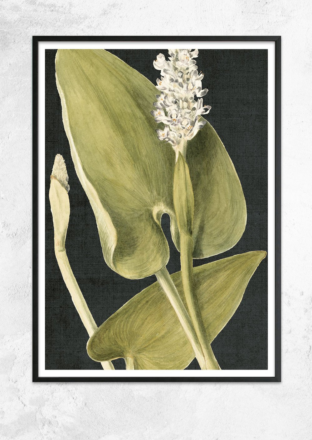 Vintage Botanical Study - Pickerel Weed