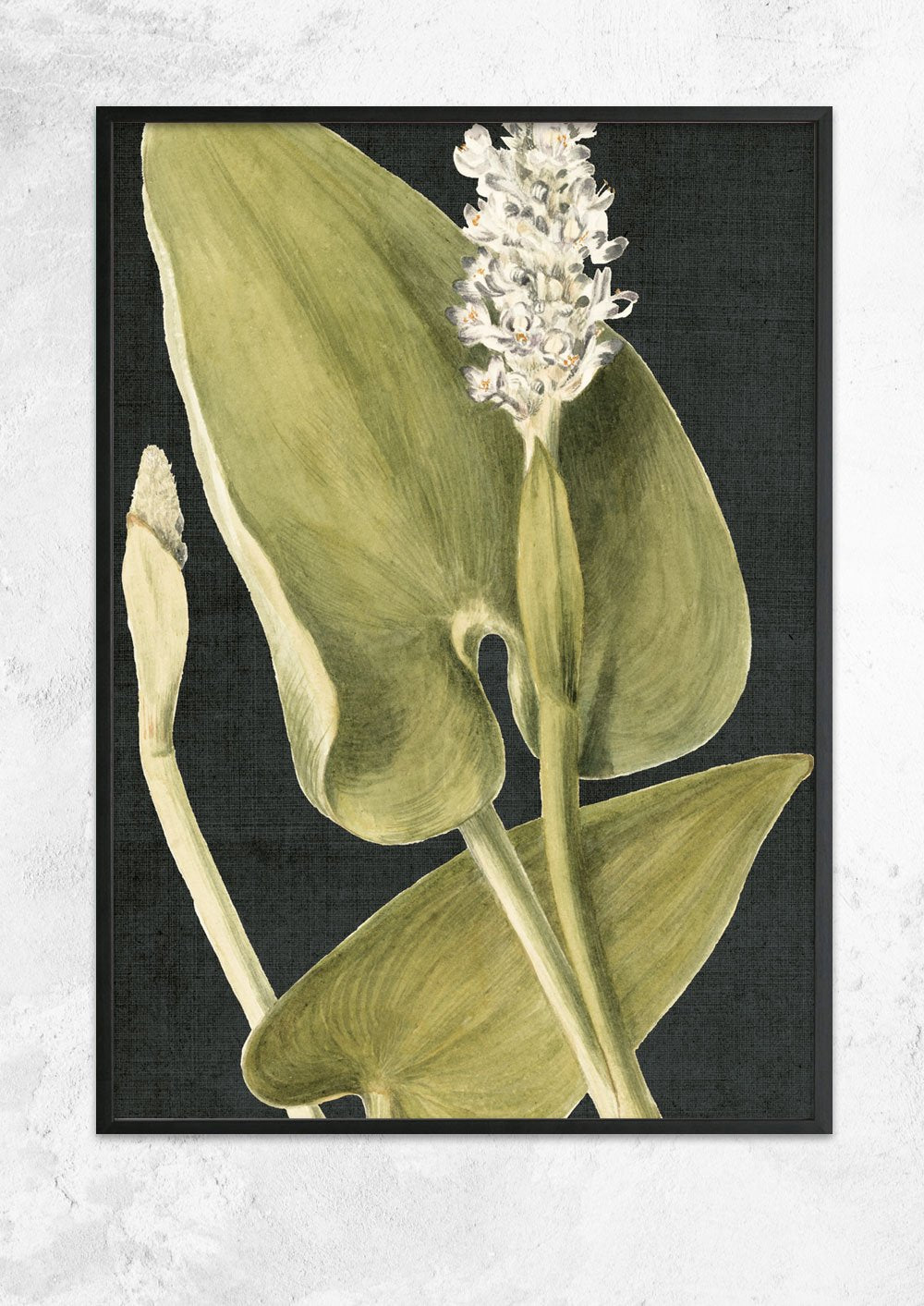 Vintage Botanical Study - Pickerel Weed