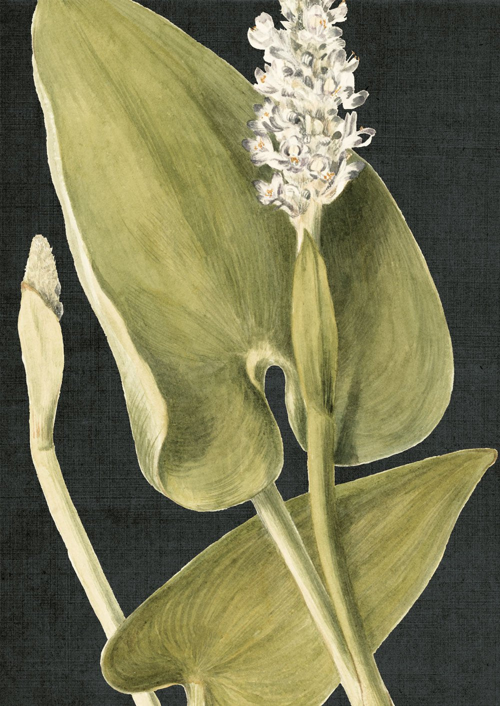 Vintage Botanical Study - Pickerel Weed