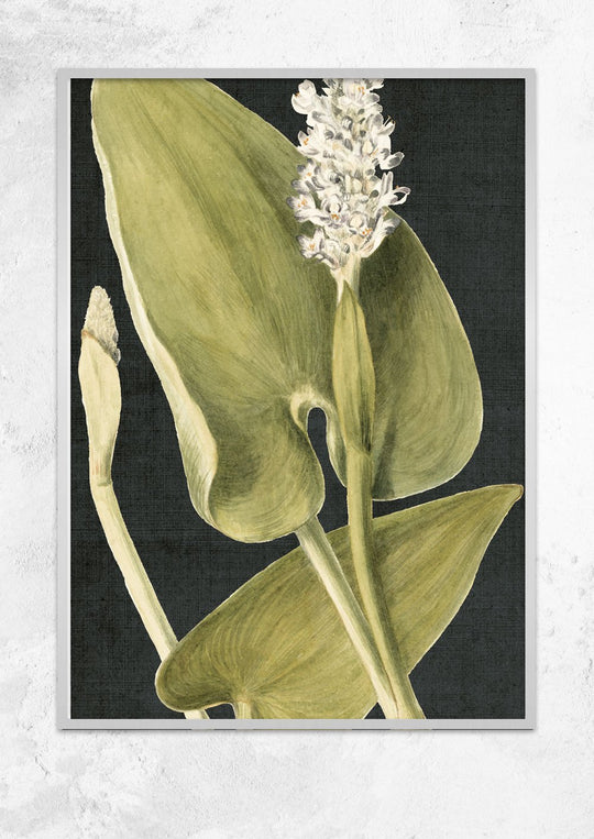 Vintage Botanical Study - Pickerel Weed