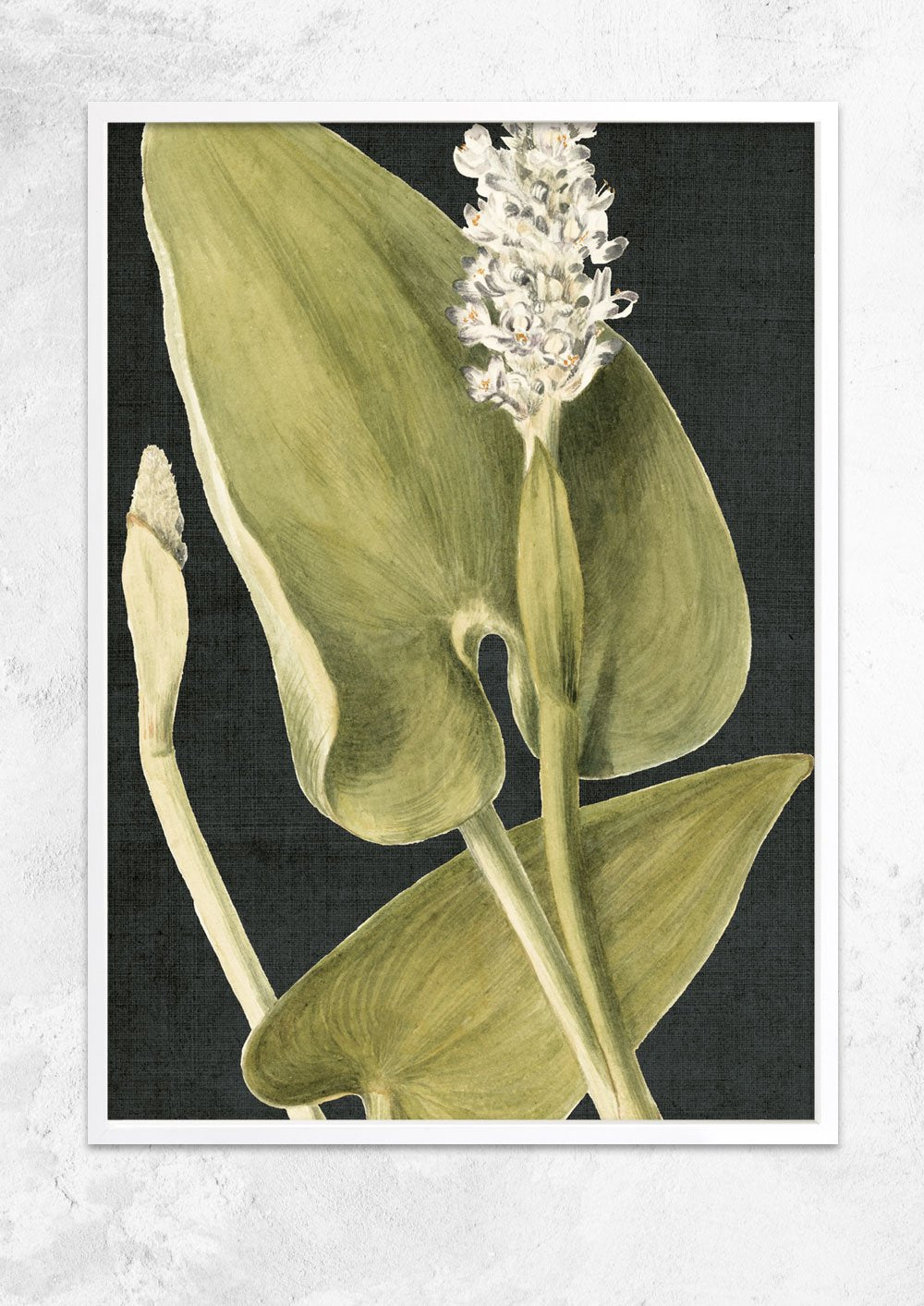 Vintage Botanical Study - Pickerel Weed