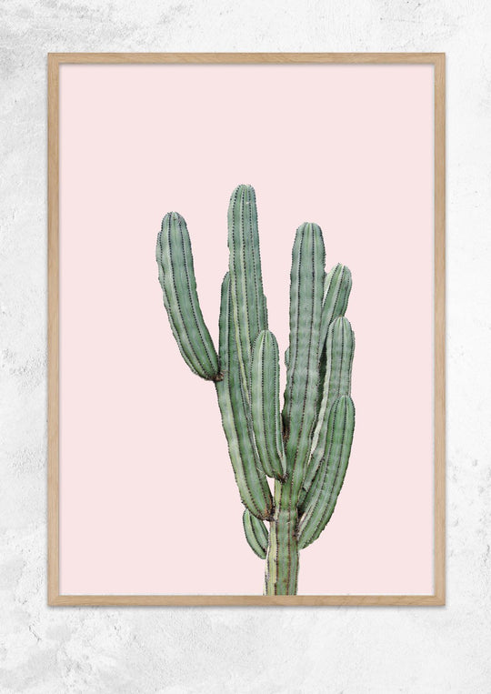 Cereus Jamacaru in Dusty Pink No I