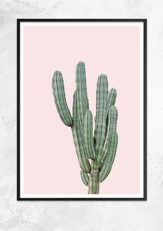 Cereus Jamacaru in Dusty Pink No I