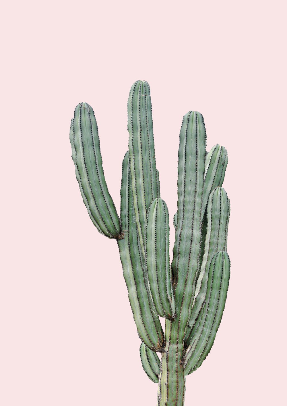 Cereus Jamacaru in Dusty Pink No I