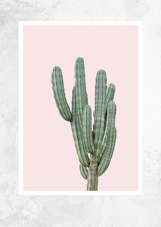 Cereus Jamacaru in Dusty Pink No I