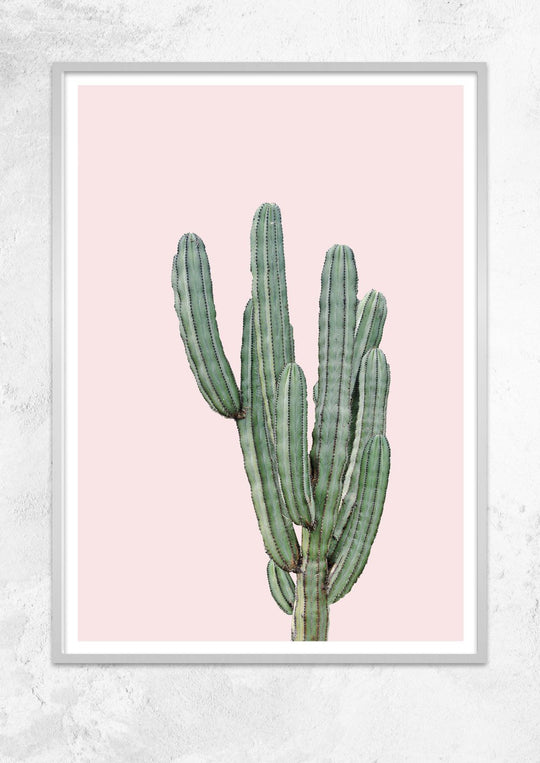 Cereus Jamacaru in Dusty Pink No I