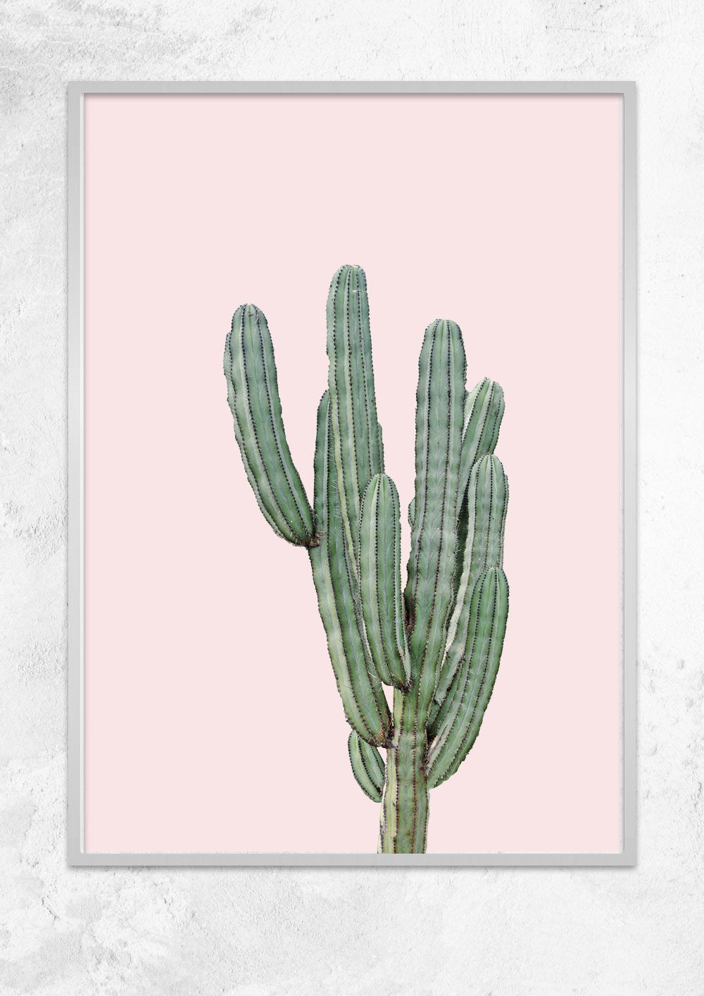 Cereus Jamacaru in Dusty Pink No I