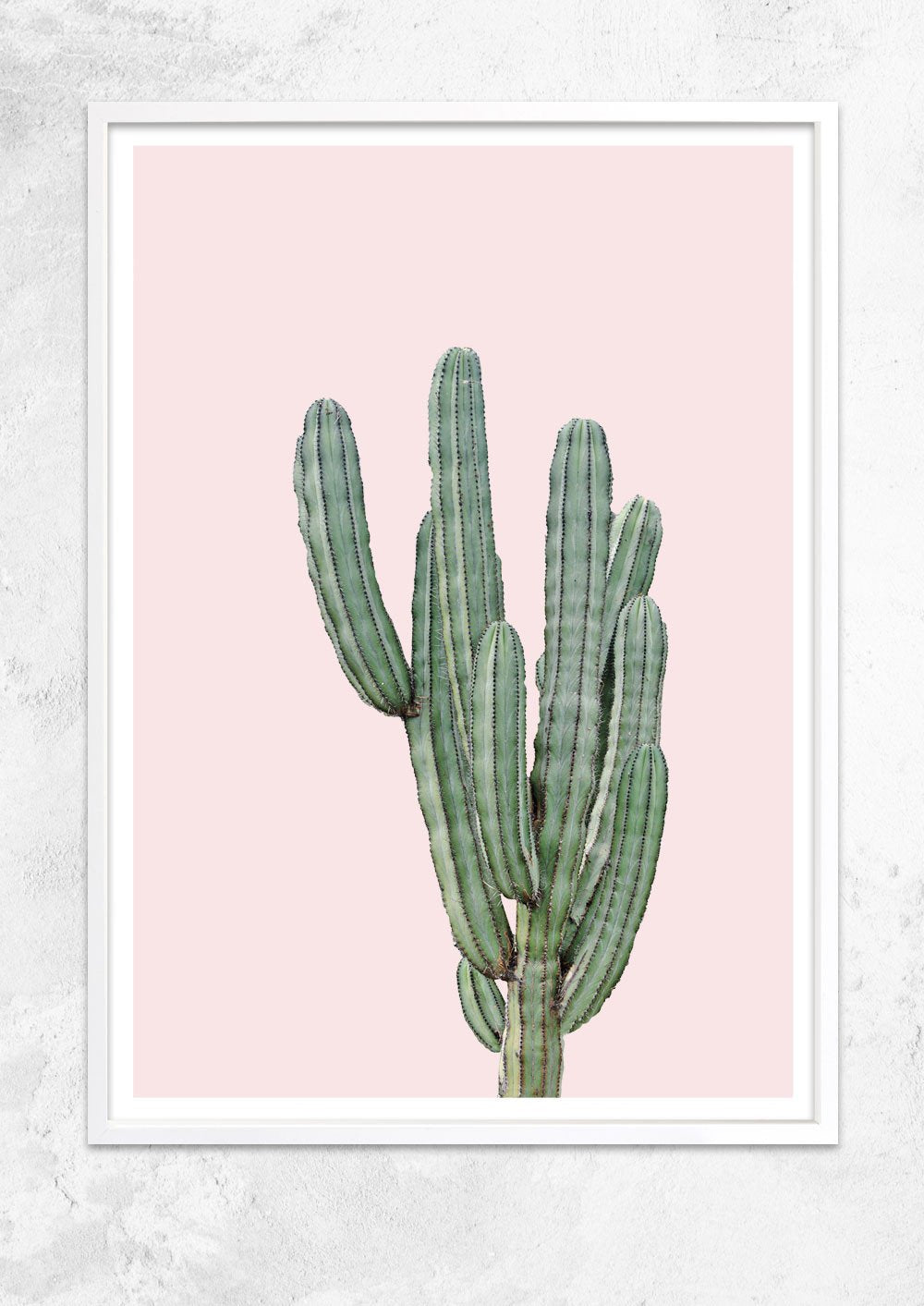 Cereus Jamacaru in Dusty Pink No I