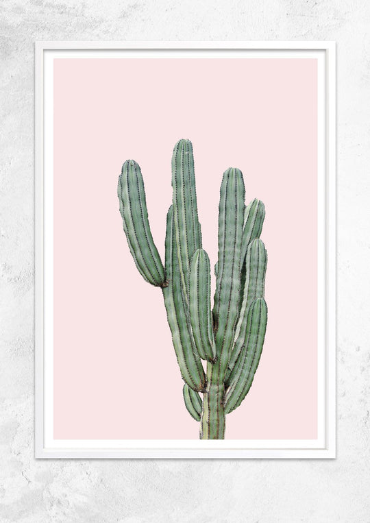 Cereus Jamacaru in Dusty Pink No I