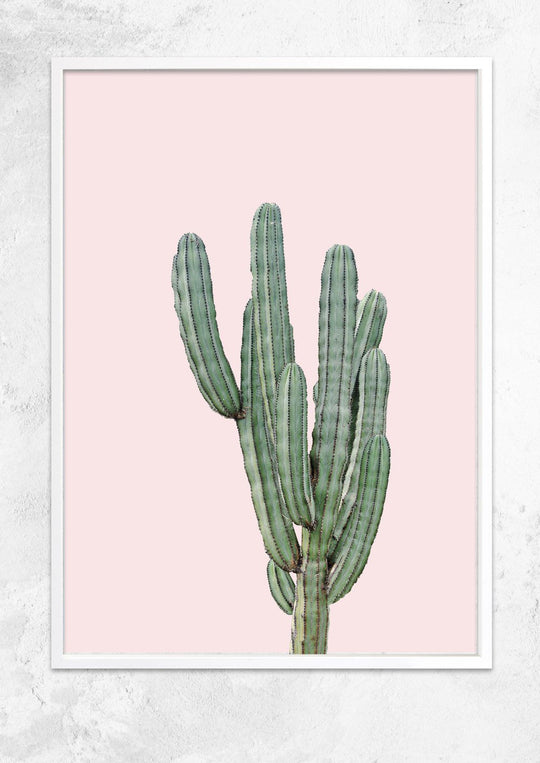 Cereus Jamacaru in Dusty Pink No I