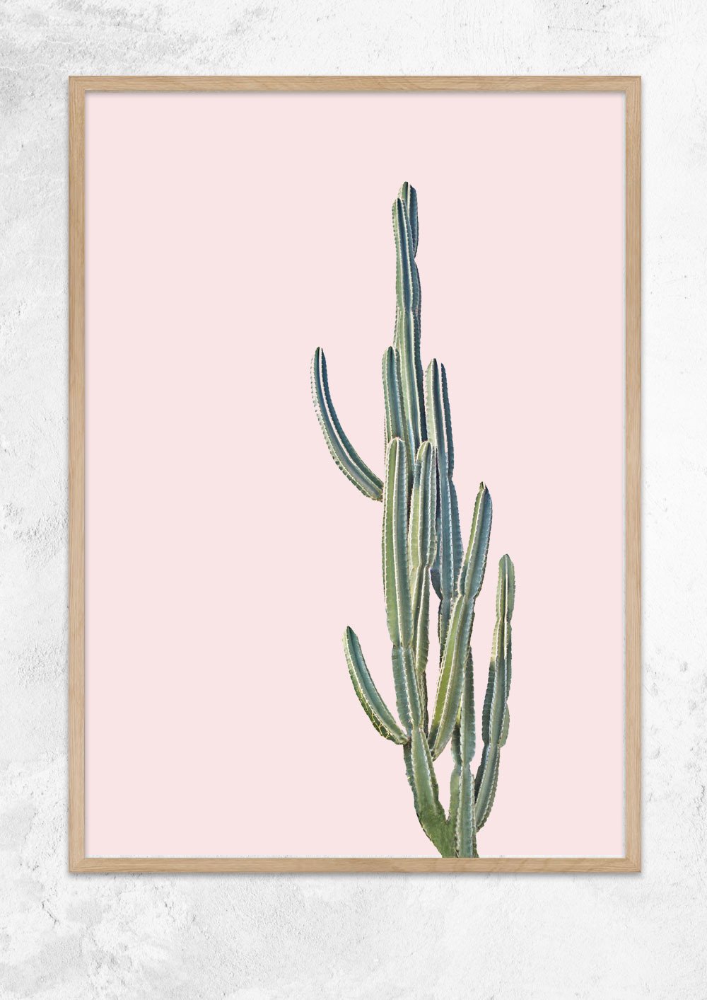 Cereus Jamacaru in Dusty Pink No II