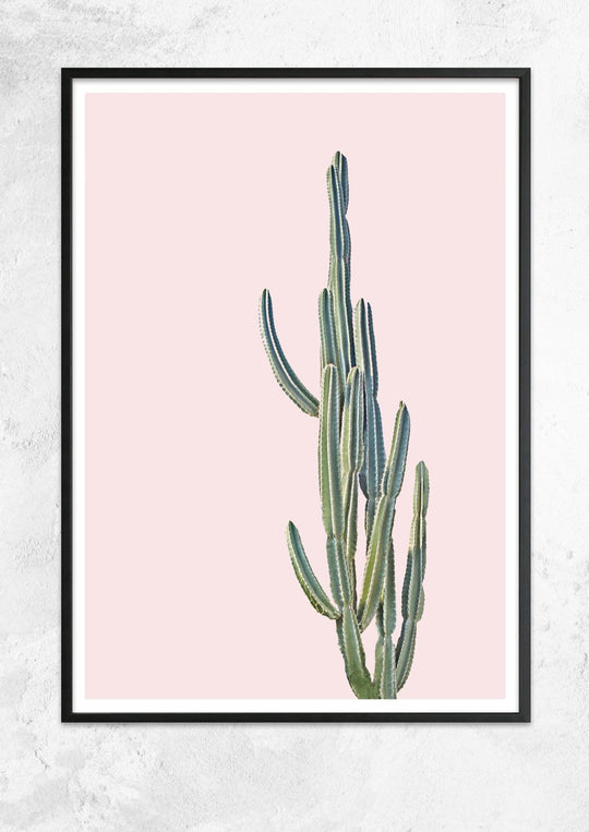 Cereus Jamacaru in Dusty Pink No II