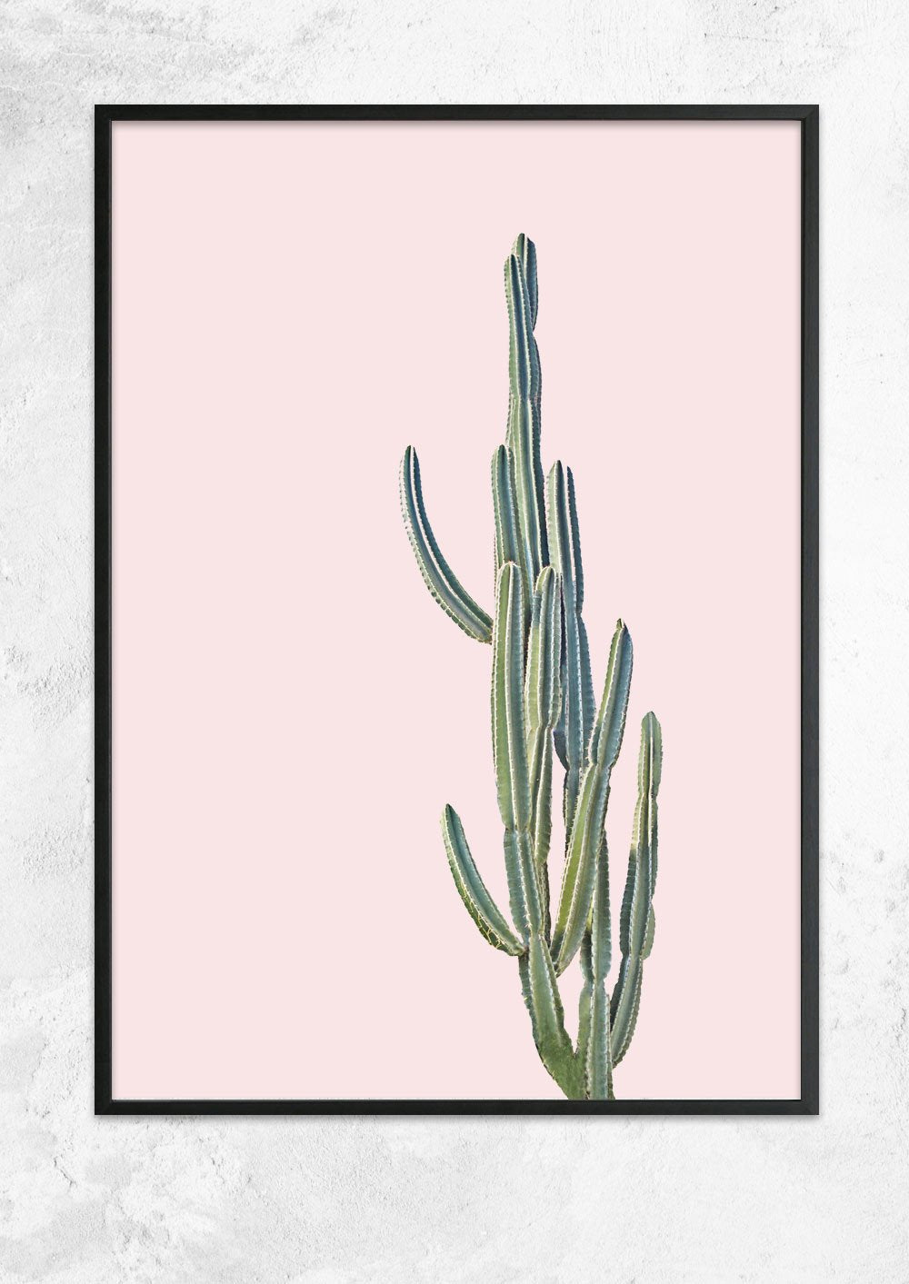 Cereus Jamacaru in Dusty Pink No II