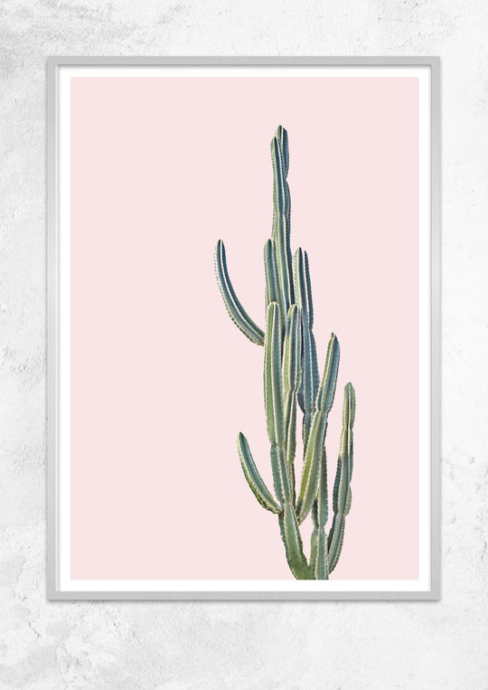 Cereus Jamacaru in Dusty Pink No II