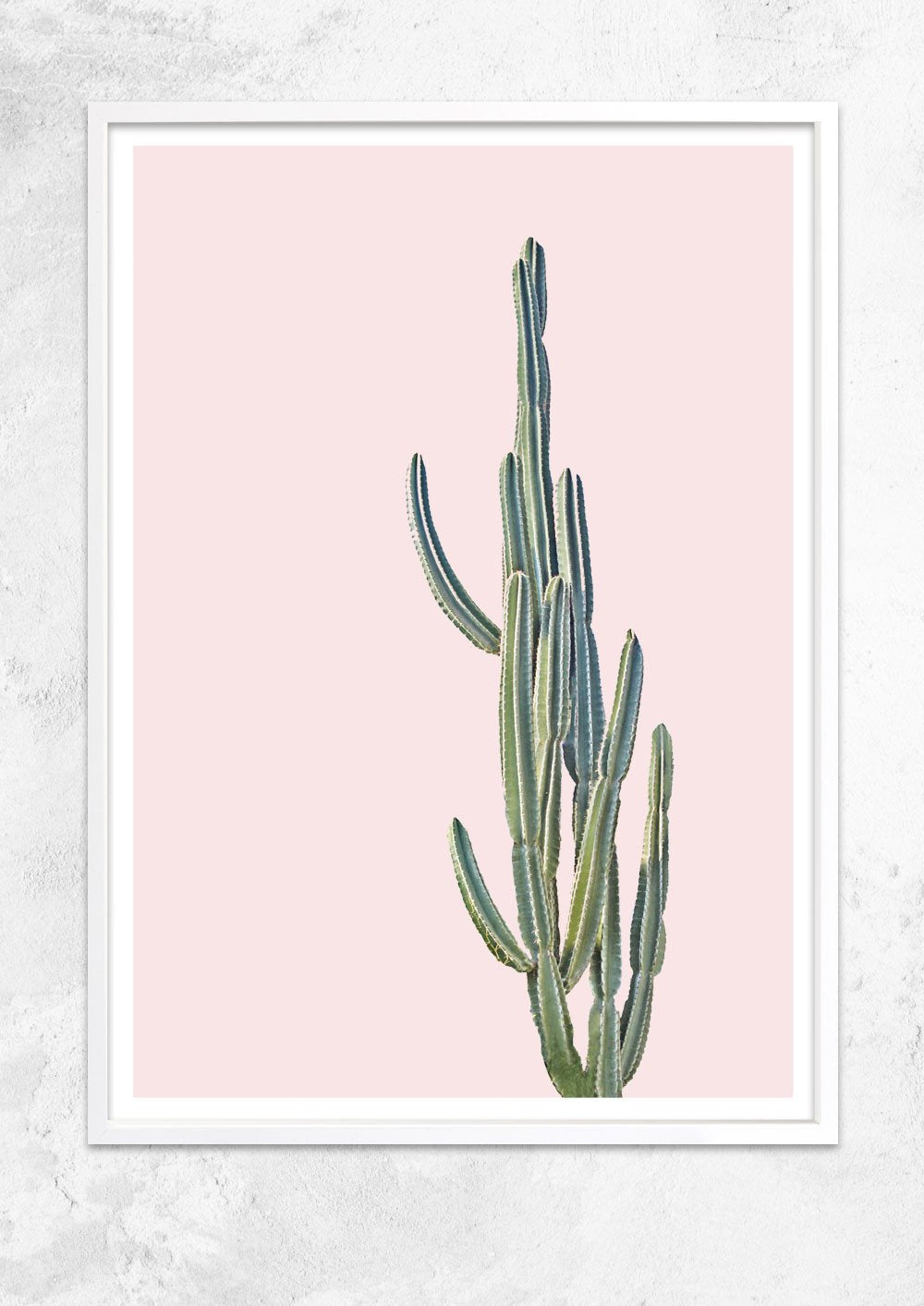 Cereus Jamacaru in Dusty Pink No II