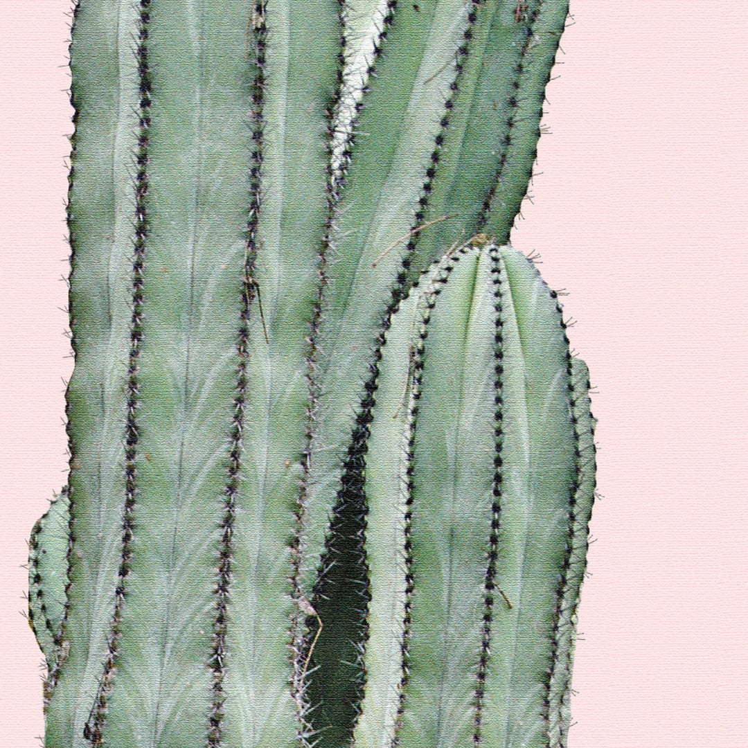 Cereus Jamacaru in Dusty Pink No I