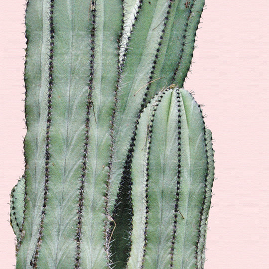 Cereus Jamacaru in Dusty Pink No I