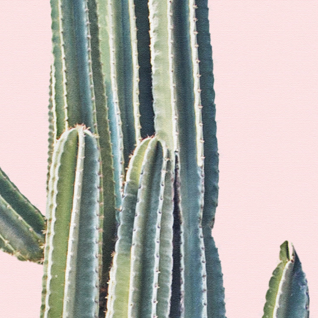 Cereus Jamacaru in Dusty Pink No II