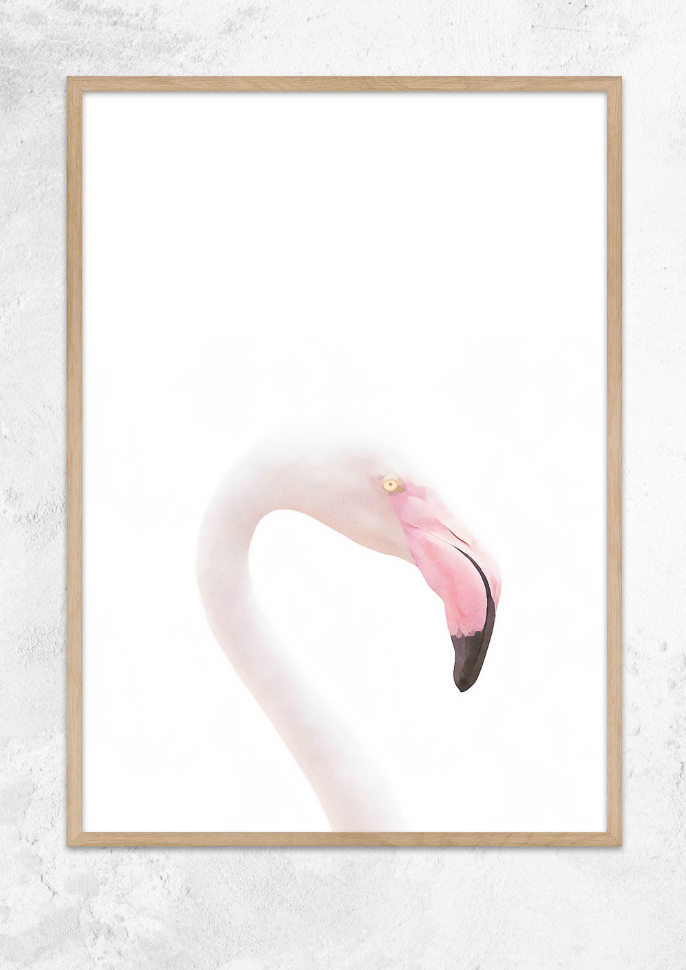 Flamingo Study