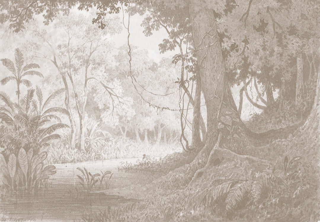 Rainforest River - Cedar