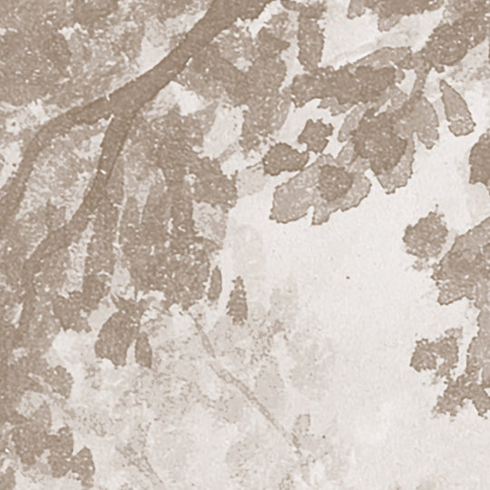 Rainforest River - Cedar