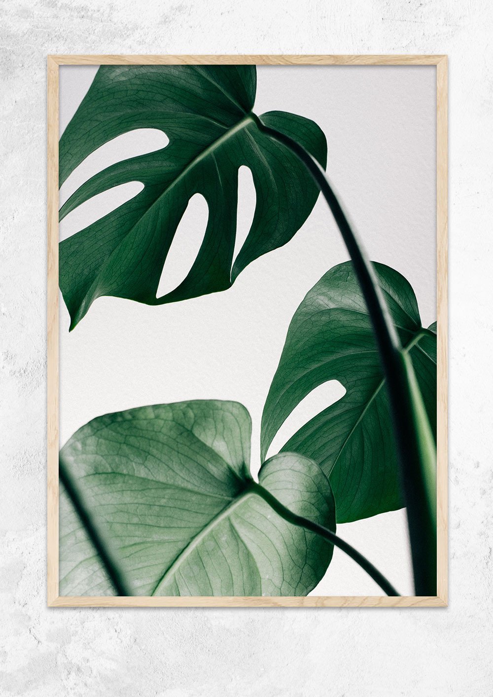 Monstera Deliciosa
