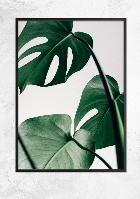 Monstera Deliciosa