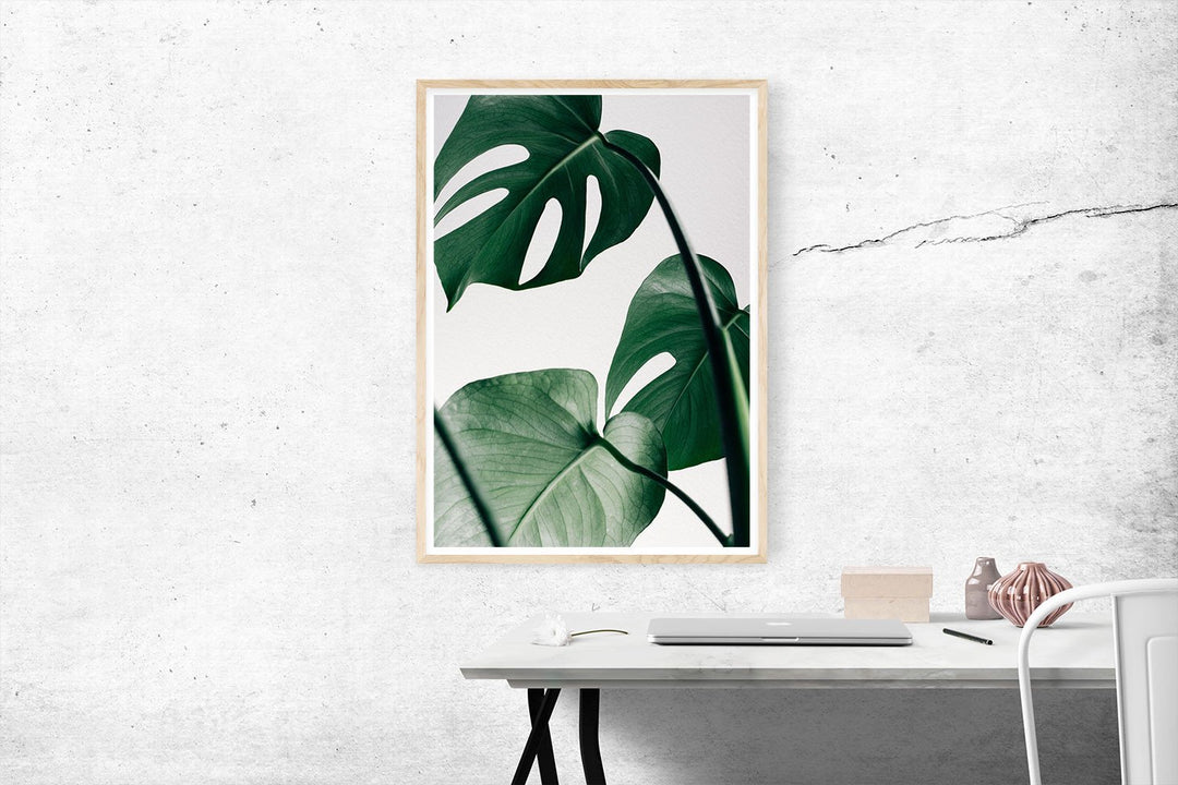 Monstera Deliciosa