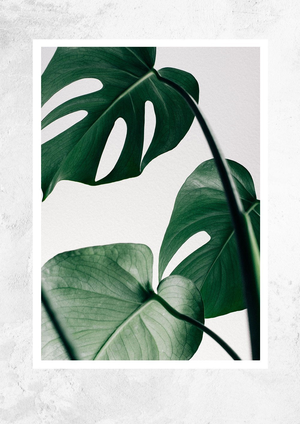 Monstera Deliciosa