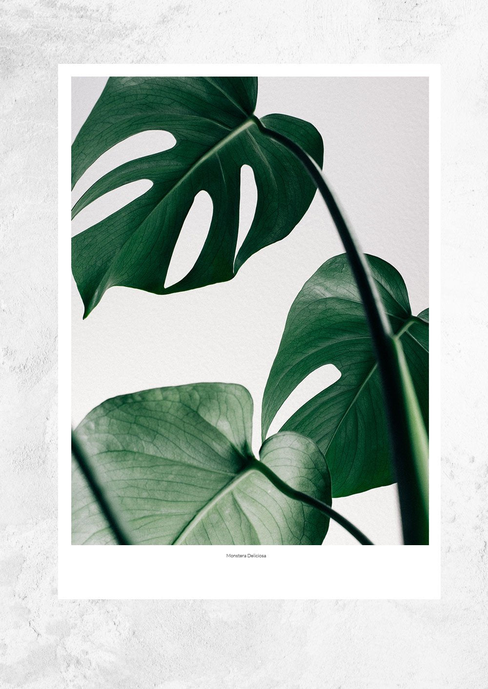 Monstera Deliciosa
