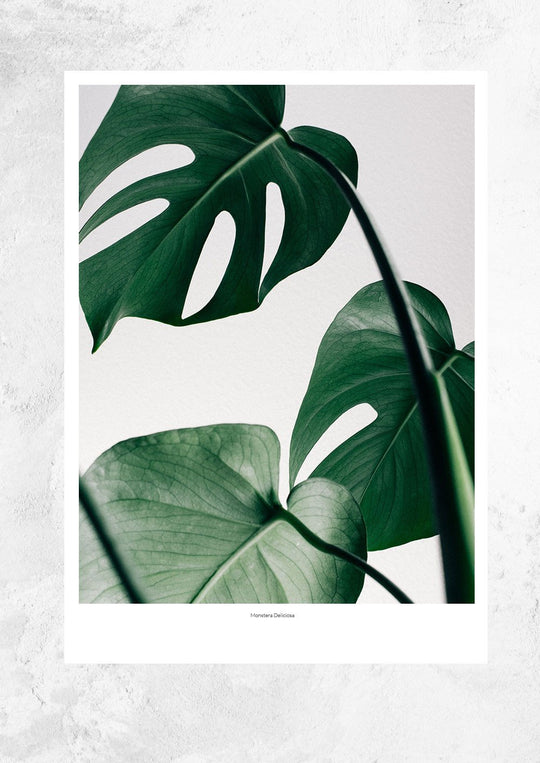 Monstera Deliciosa