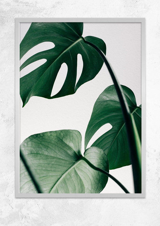 Monstera Deliciosa