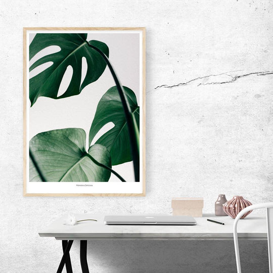 Monstera Deliciosa