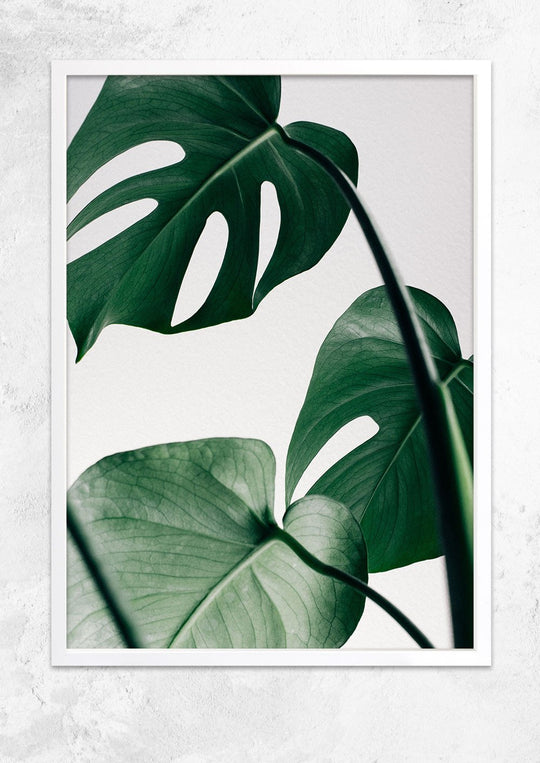 Monstera Deliciosa