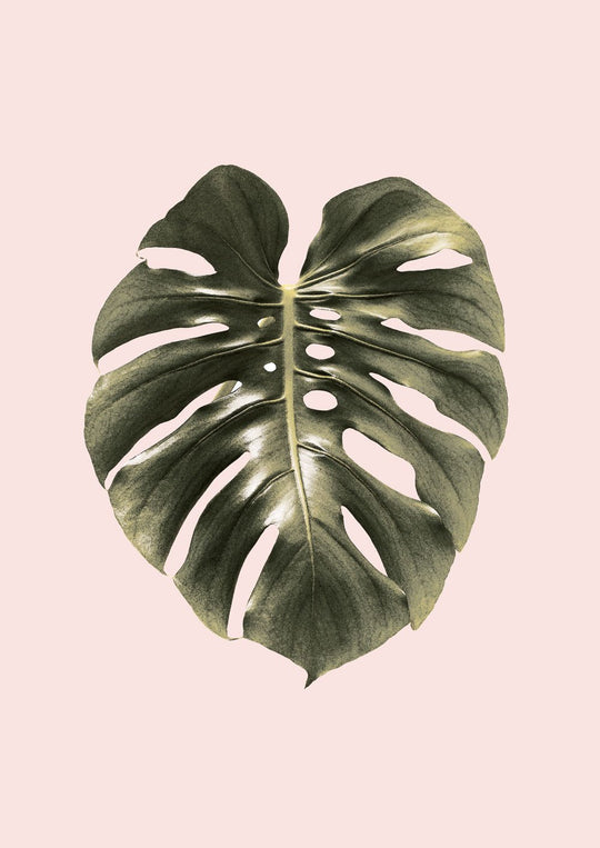 Monstera Leaf