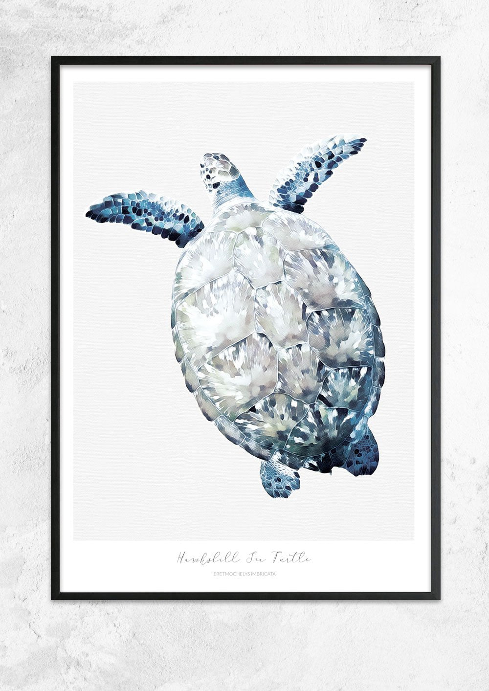 Marine Life Series - Hawksbill Sea Turtle