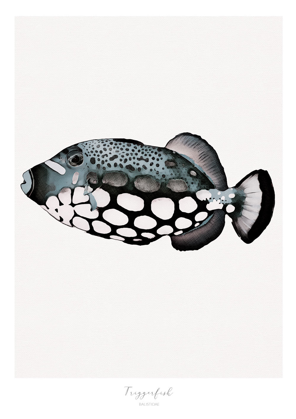 Marine Life Series - Triggerfish