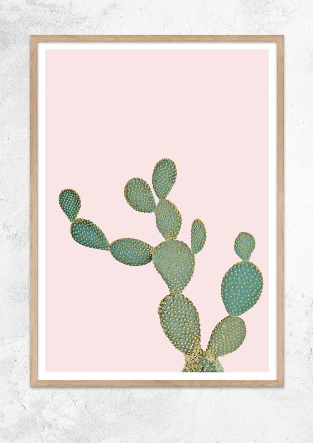 Opuntia Microdasys in Dusty Pink