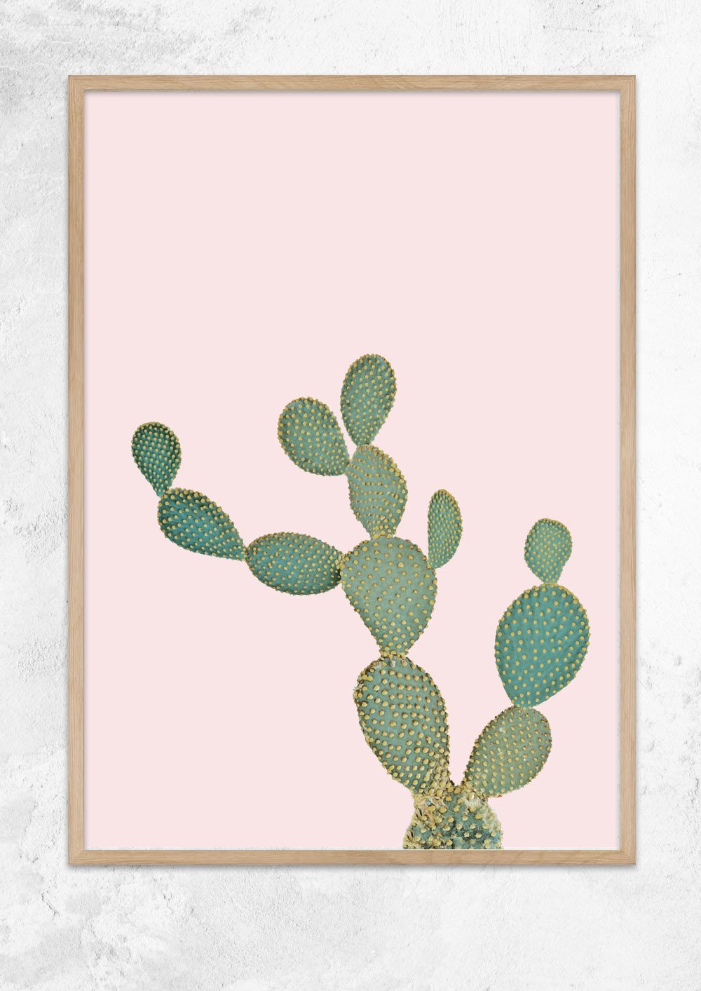 Opuntia Microdasys in Dusty Pink