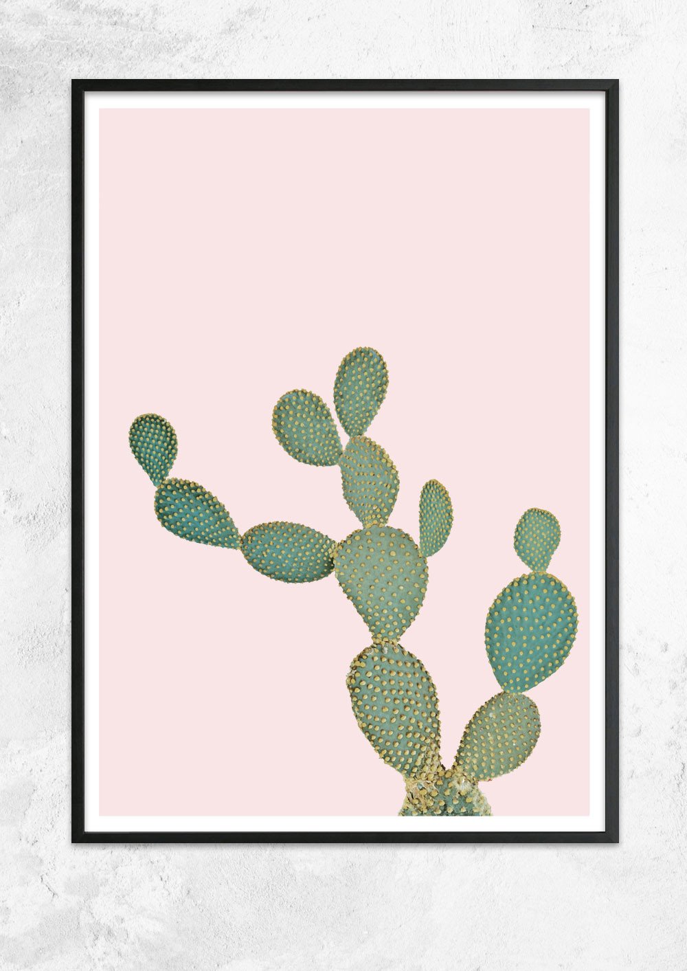 Opuntia Microdasys in Dusty Pink