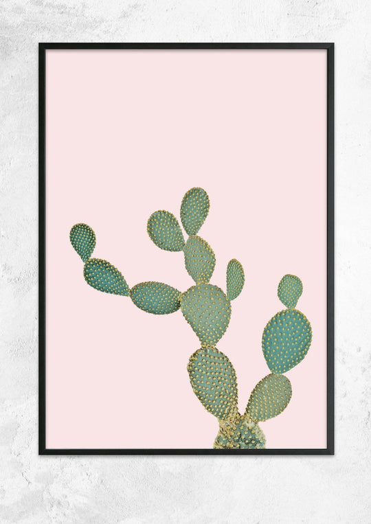 Opuntia Microdasys in Dusty Pink