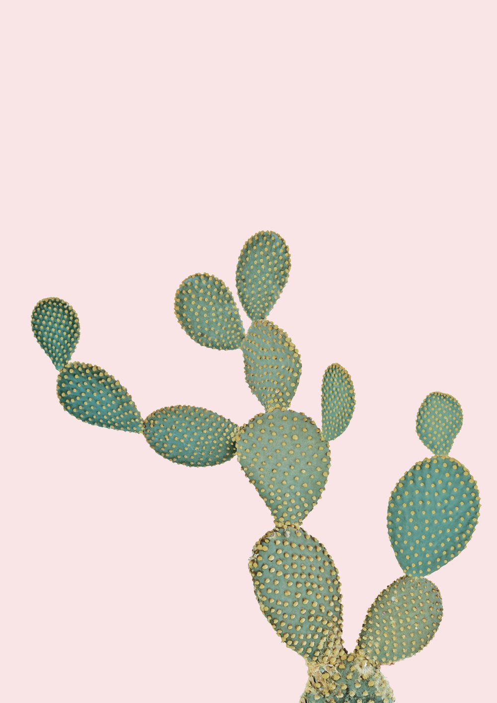 Opuntia Microdasys in Dusty Pink