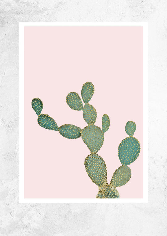 Opuntia Microdasys in Dusty Pink