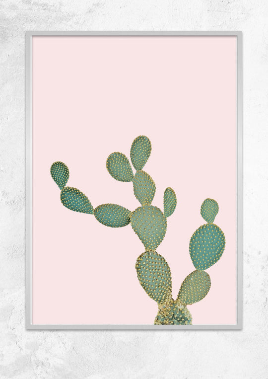 Opuntia Microdasys in Dusty Pink