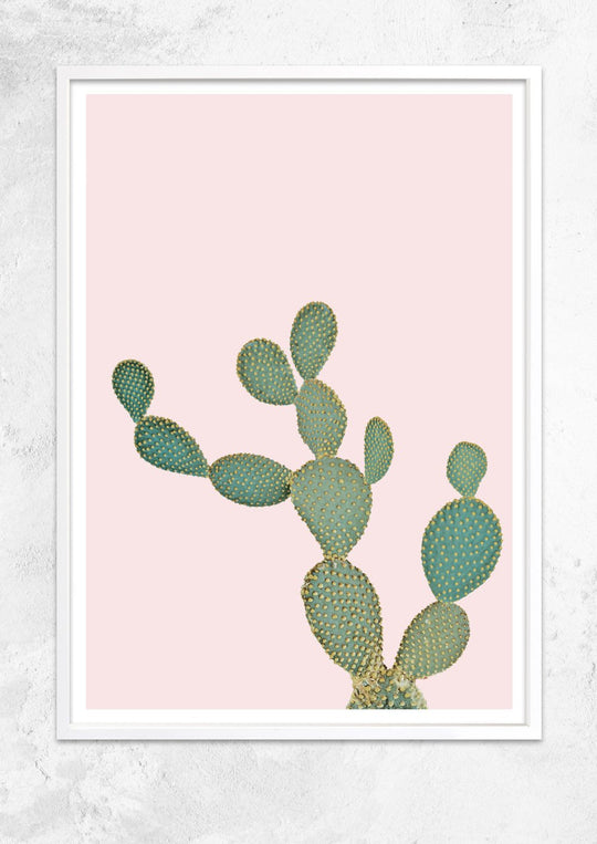 Opuntia Microdasys in Dusty Pink