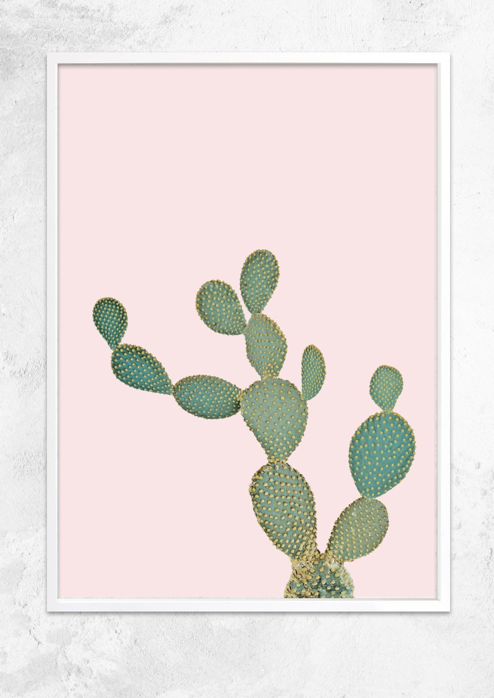 Opuntia Microdasys in Dusty Pink