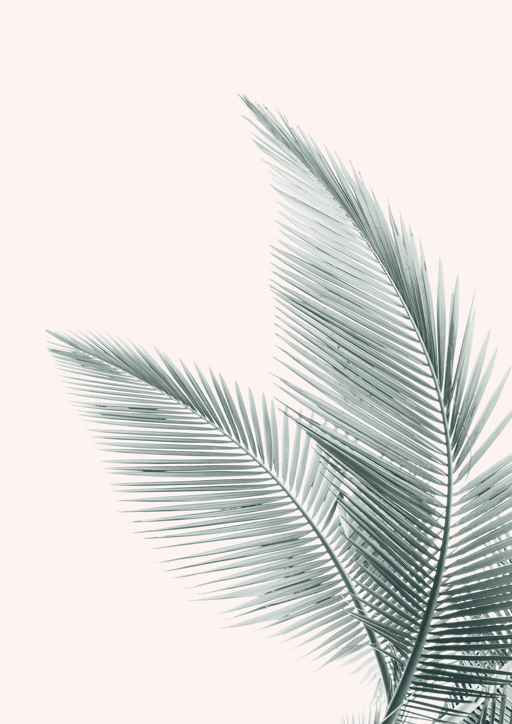 Silver Coconut Palms No II