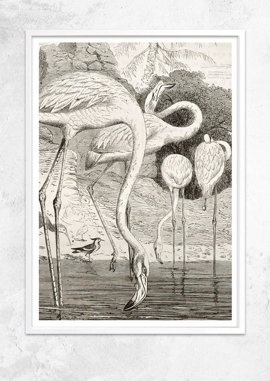 Greater Flamingo